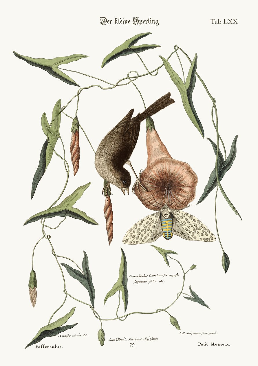 Den lille spurven, 1749-73 av Mark Catesby