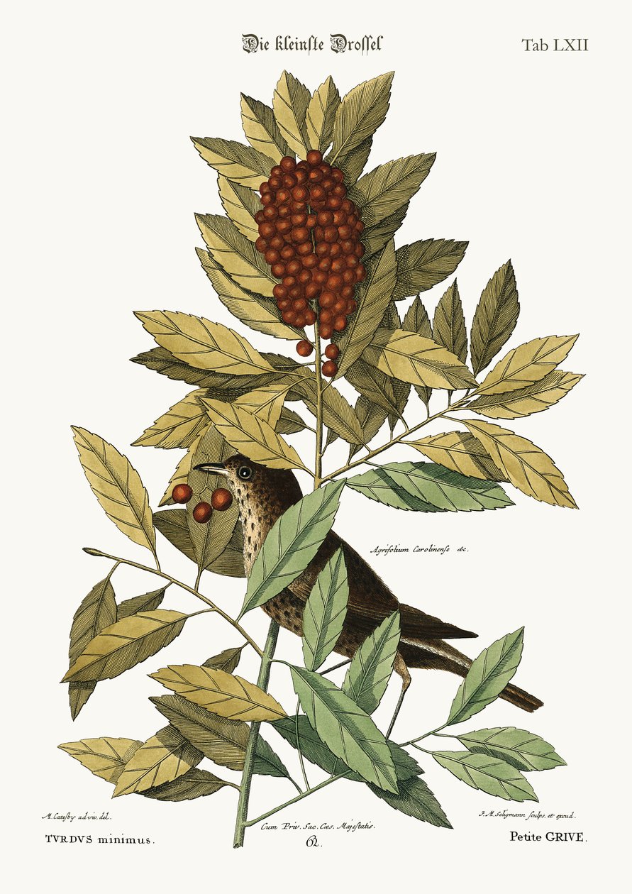 Den lille trosten, 1749-73 av Mark Catesby
