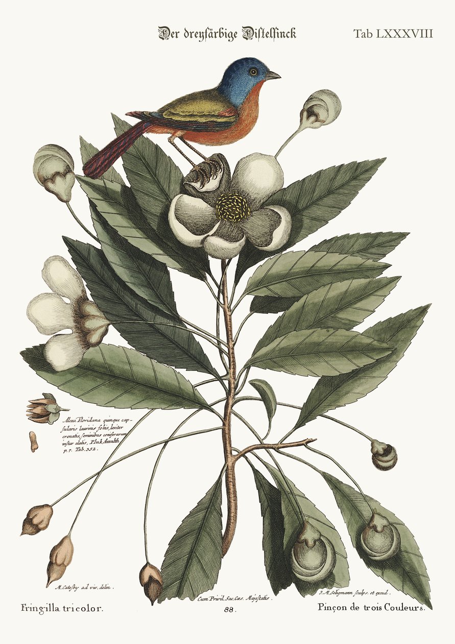 Den malte finken, 1749-73 av Mark Catesby