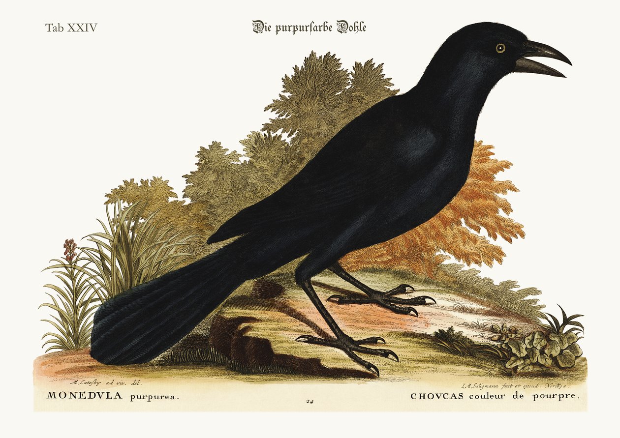 Den lilla Jack-Daw, 1749-73 av Mark Catesby