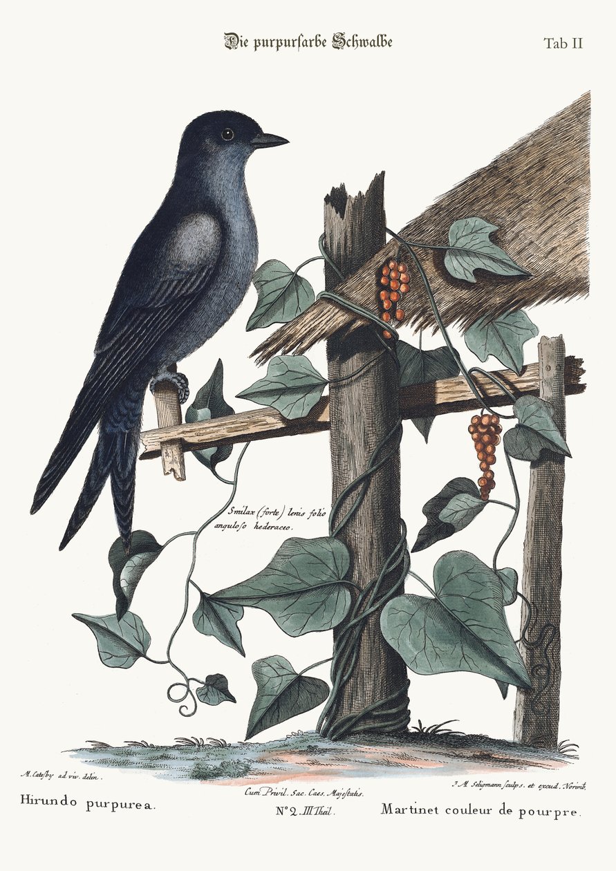 Den lilla Martin, 1749-73 av Mark Catesby