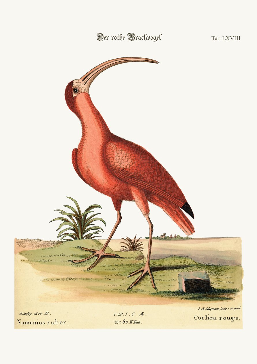 Den røde krølle, 1749-73 av Mark Catesby