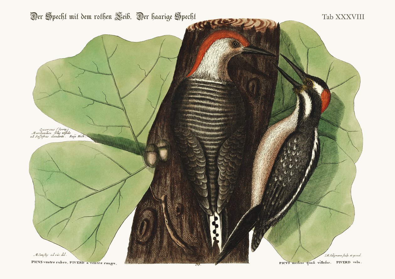 Rødbukspetten. Den hårete hakkespetten., 1749-73 av Mark Catesby