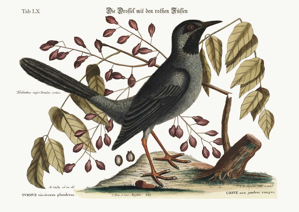 Den rødbeinte trosten, 1749-73 av Mark Catesby