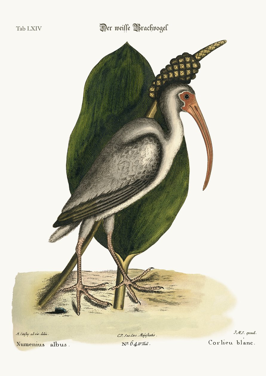 Den hvite curlew, 1749-73 av Mark Catesby