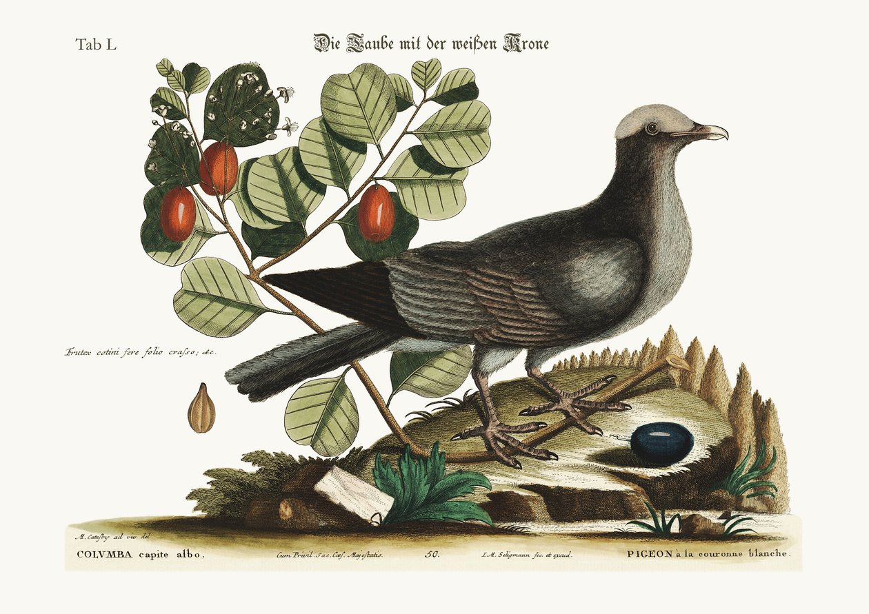 Den hvitkronede duen, 1749-73 av Mark Catesby