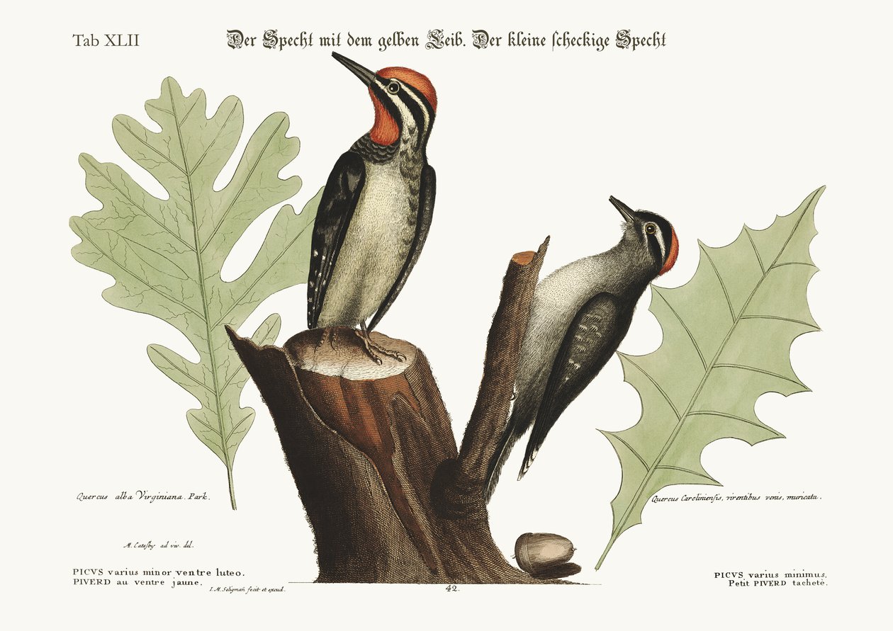 Den gulmagede hakkespetten. Den minste hakkespetten, 1749-73 av Mark Catesby