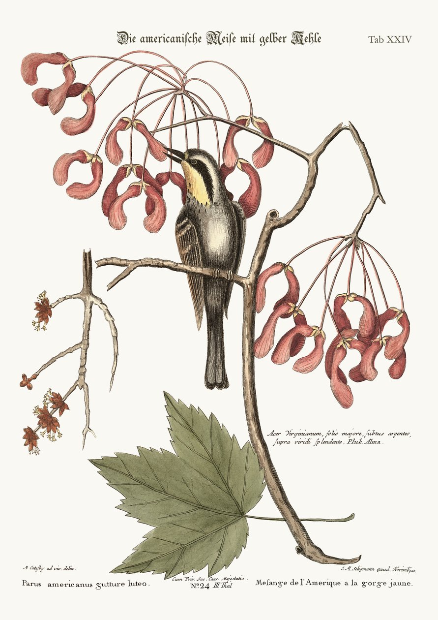 Den gulstrupede kryperen, 1749-73 av Mark Catesby