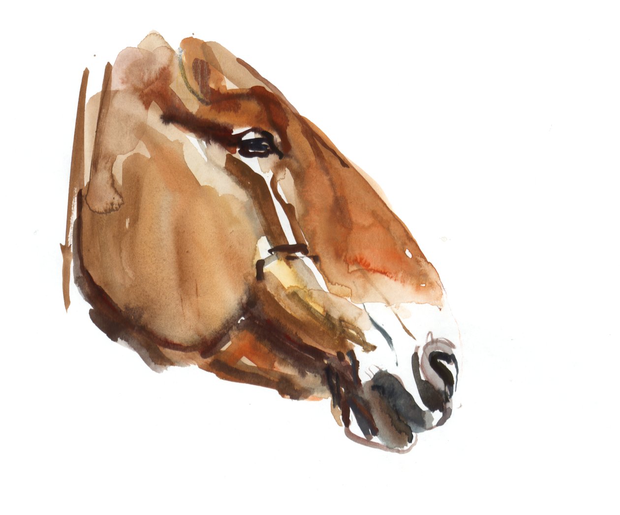 Ancient Head (Przewalski) 2012, (akvarell på papir) av Mark Adlington