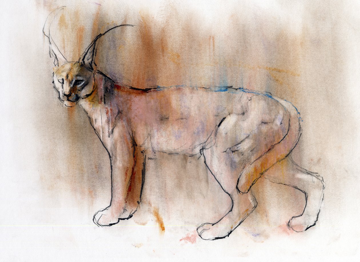 Arabian Caracal, 2009 (conte und charcoal på papir) av Mark Adlington