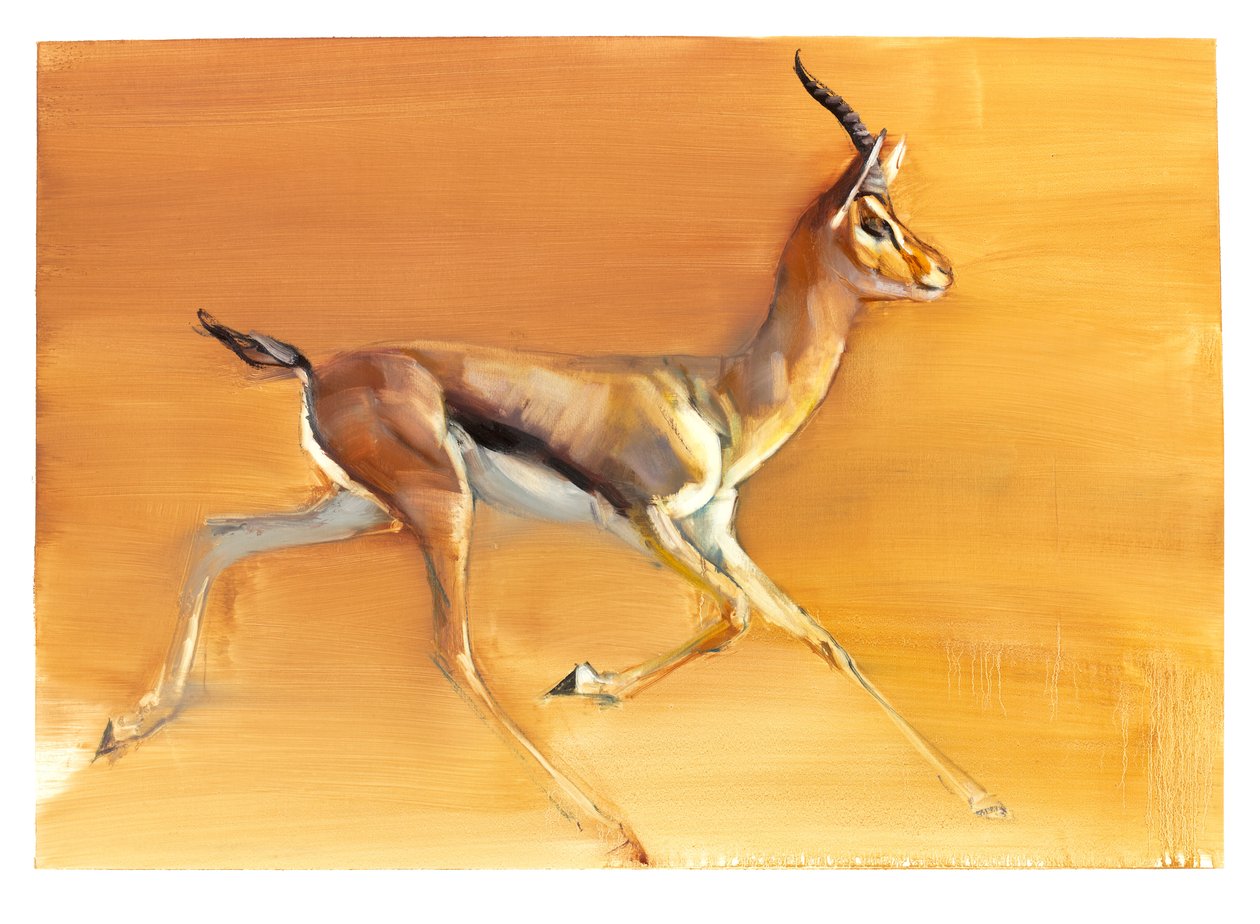 Arabian Gazelle, 2010 (olje på papir) av Mark Adlington
