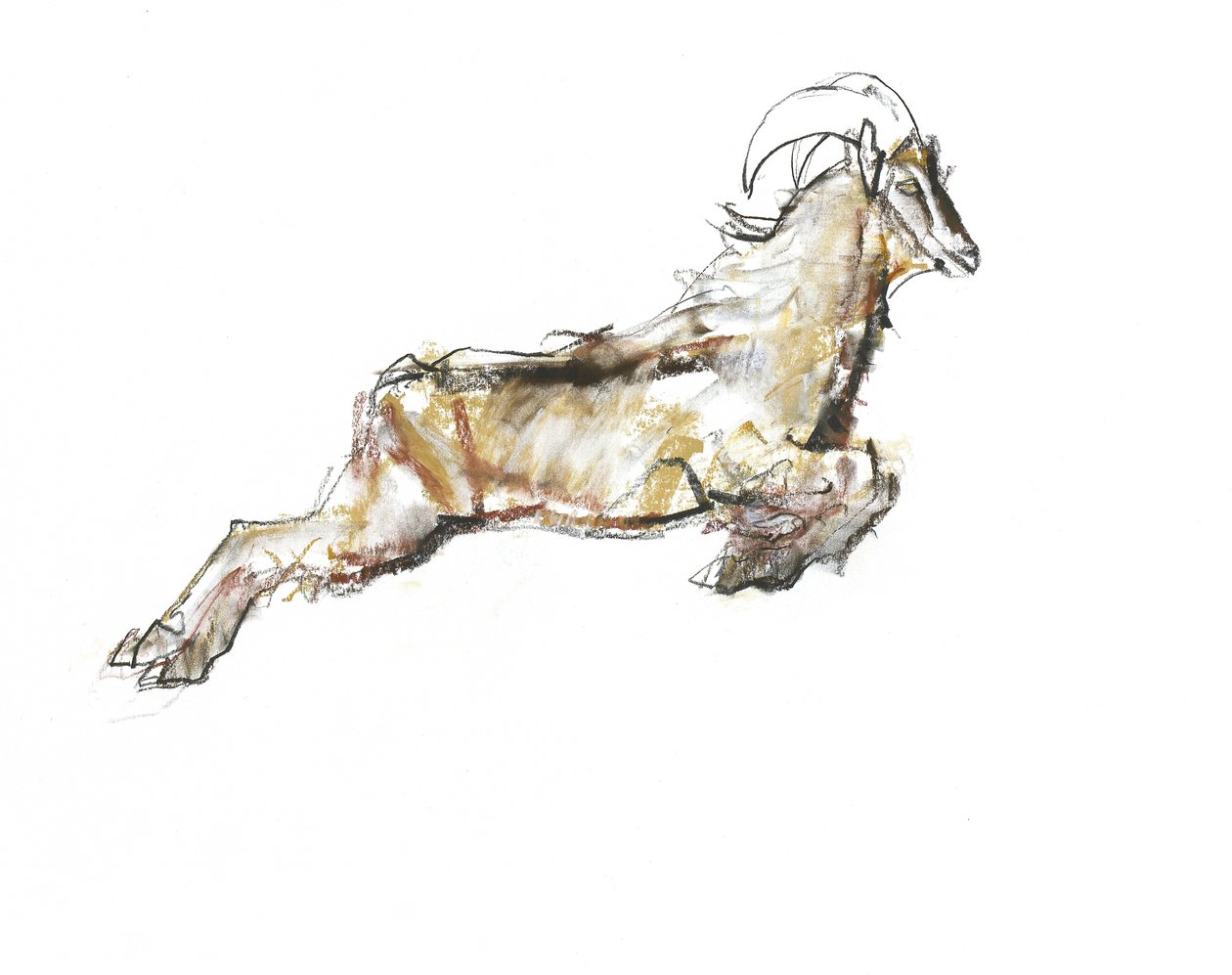 Arabian Tahr, 2009 (conte og kull på papir) av Mark Adlington