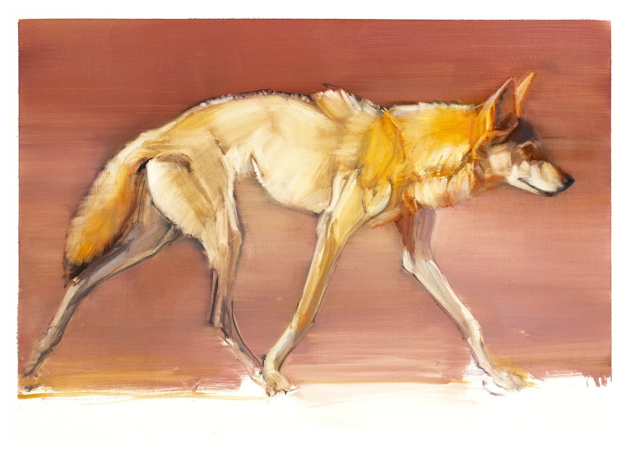 Arabian Wolf, 2010 (olje på papir) av Mark Adlington