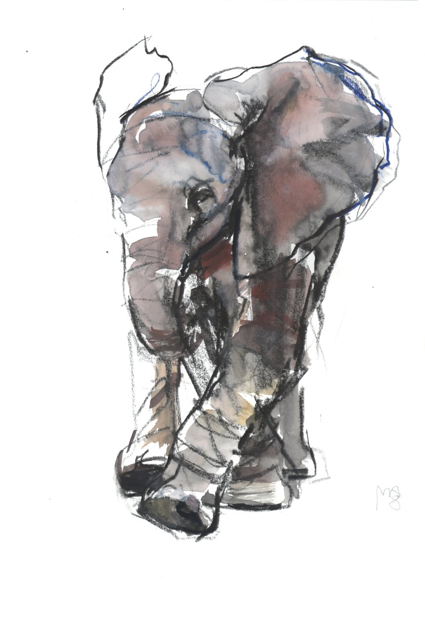 Babyelefantstudie, 2018 av Mark Adlington