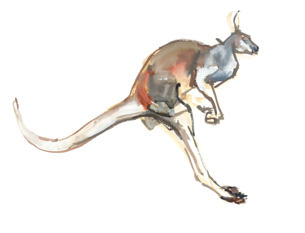 Boing, (Red Kangaroo), 2012, (akvarell og pigment på papir) av Mark Adlington