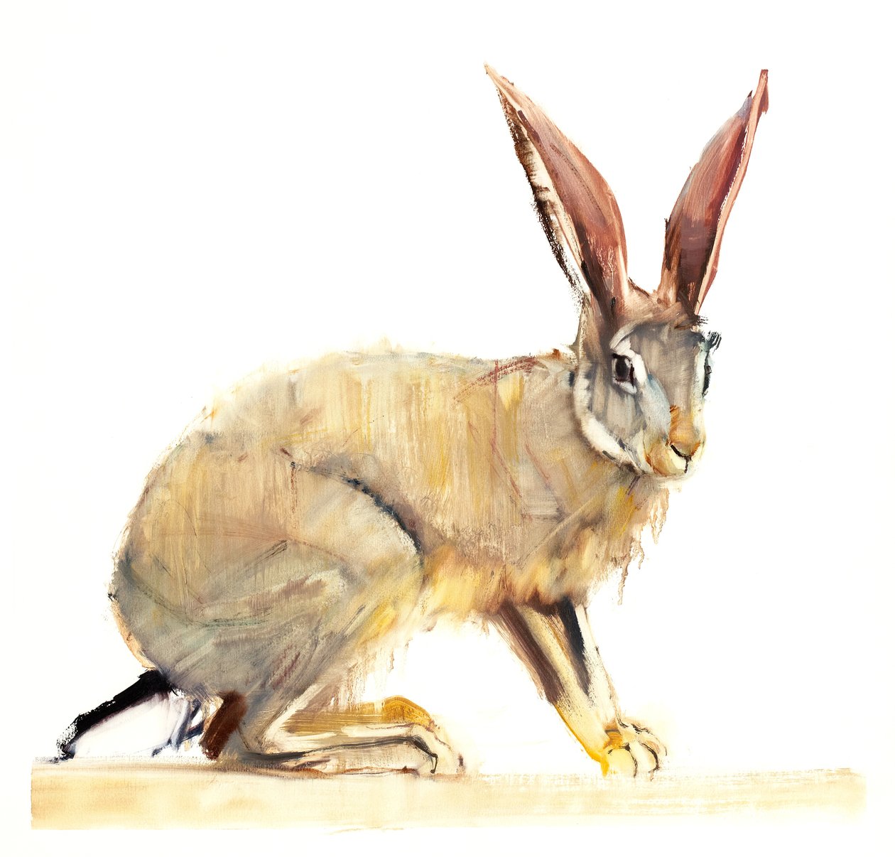 Cape Hare, 2010 (olje på papir) av Mark Adlington