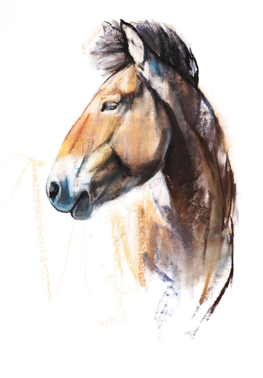 Desert Spirit (Przewalski), 2013, (pastell og kull på papir) av Mark Adlington