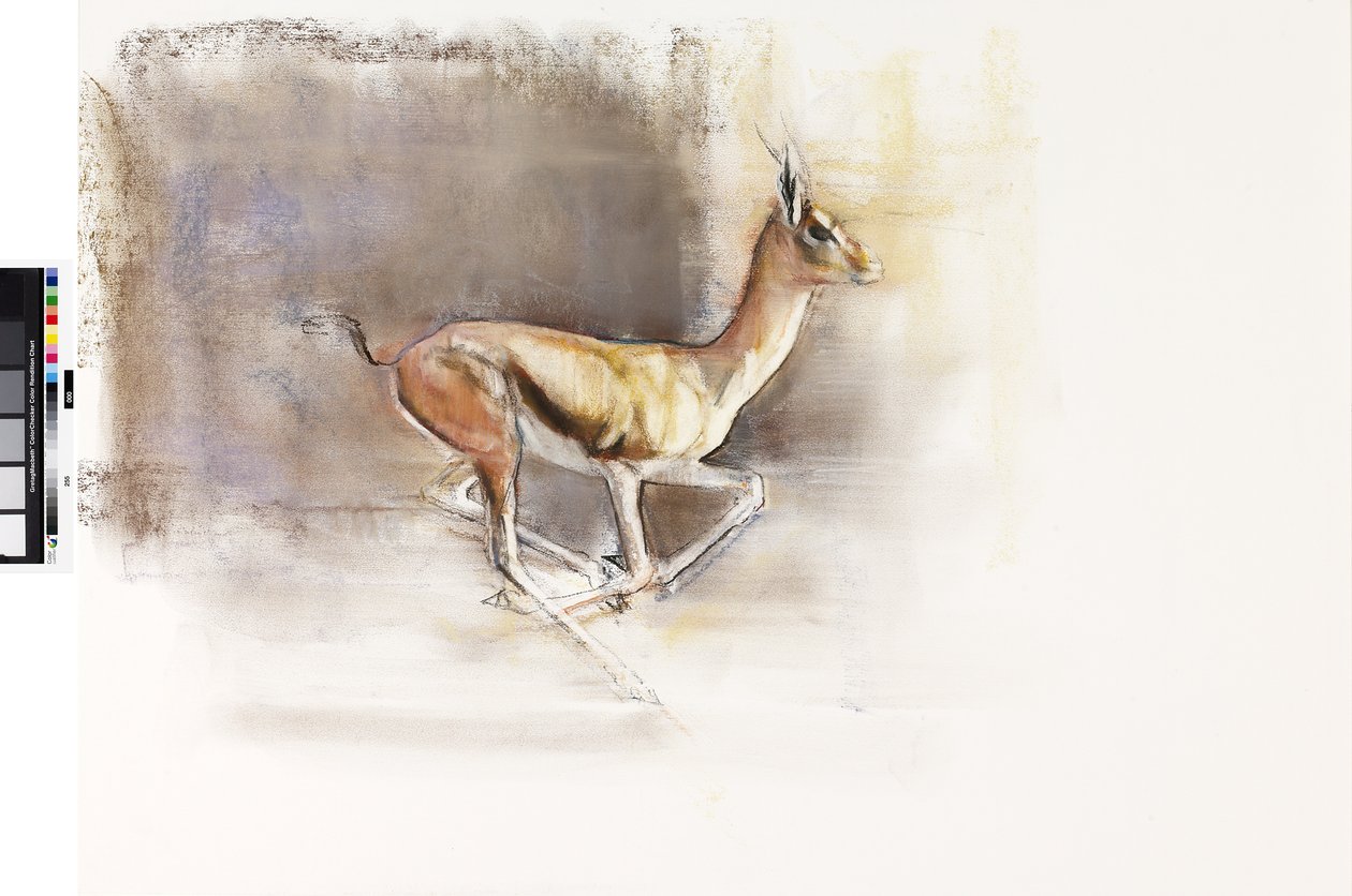 Desert Wind (Arabian Gazelle), 2010 (olje på papir) av Mark Adlington