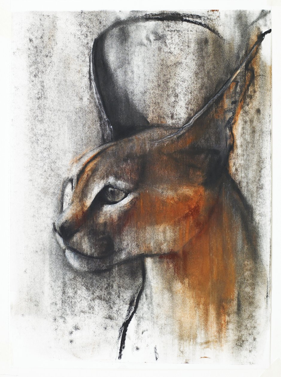 Egyptisk (Arabian Caracal), 2009 (conte und charcoal på papir) av Mark Adlington