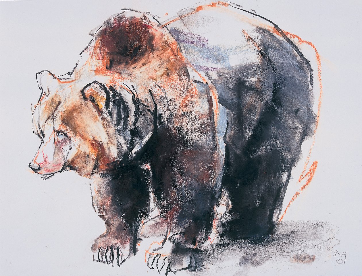 European Brown Bear, 2001 (kull und conte på papir) av Mark Adlington