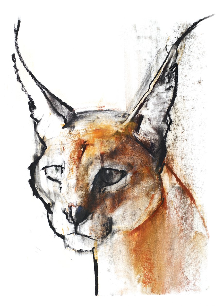 Feline (Arabian Caracal), 2009 (conte und charcoal på papir) av Mark Adlington