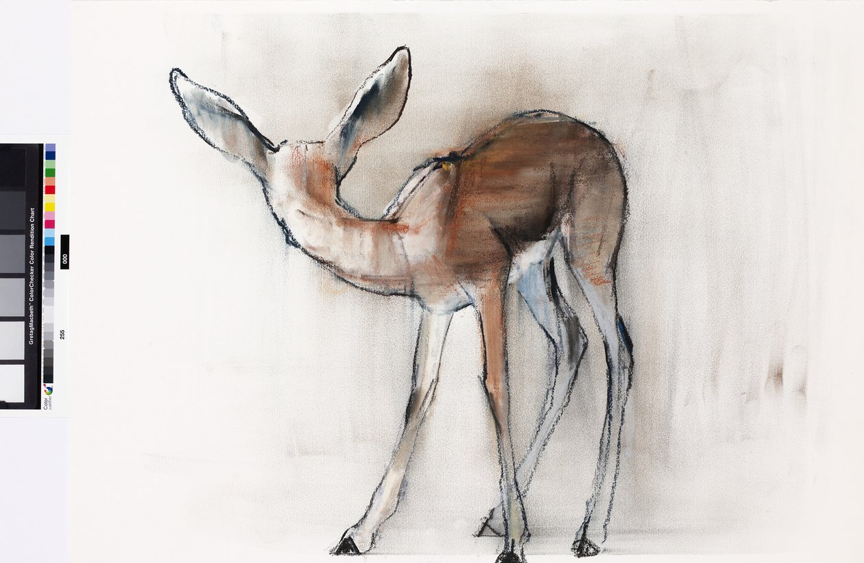 Gazelle Fawn (Arabian Gazelle) 2010 (olje på papir) av Mark Adlington