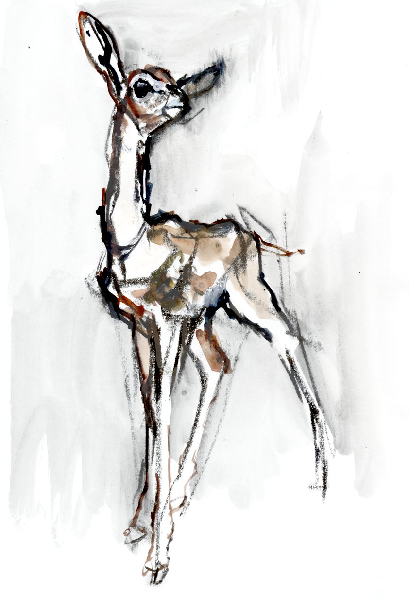 Gerenuk fawn, Sarara, 2018 av Mark Adlington