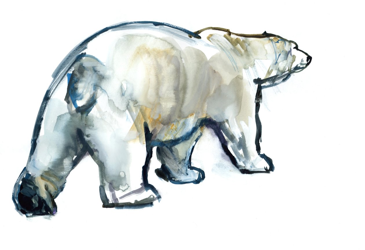 Glacier Mint (isbjørn), 2013, (akvarell og gouache på papir) av Mark Adlington