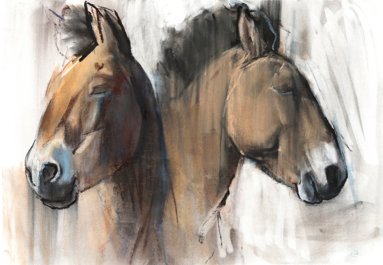 Head Study (Przewalski) 2012, (kull, conté og pastell på papir) av Mark Adlington