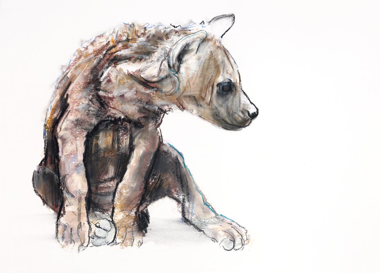 Hyaena Pup (profil), 2019 (conté og kull på papir) av Mark Adlington