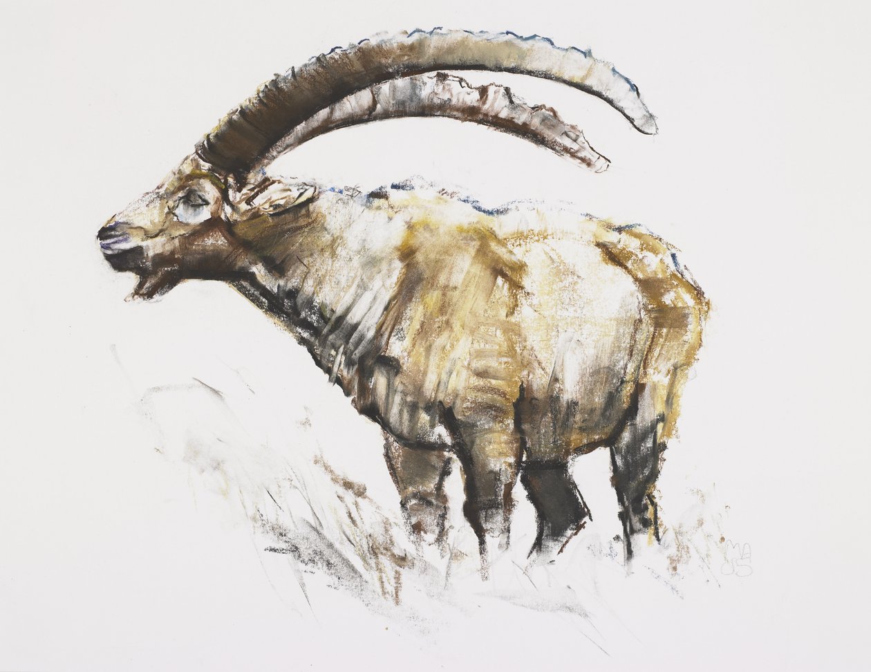 Ibex, Noasca (kull og conte på papir) av Mark Adlington