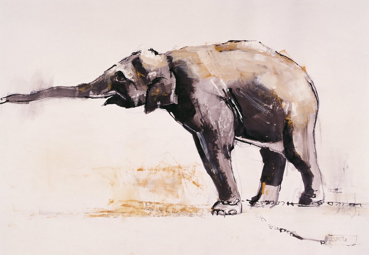 Indian Elephant, Khana (blandet media på papir) av Mark Adlington