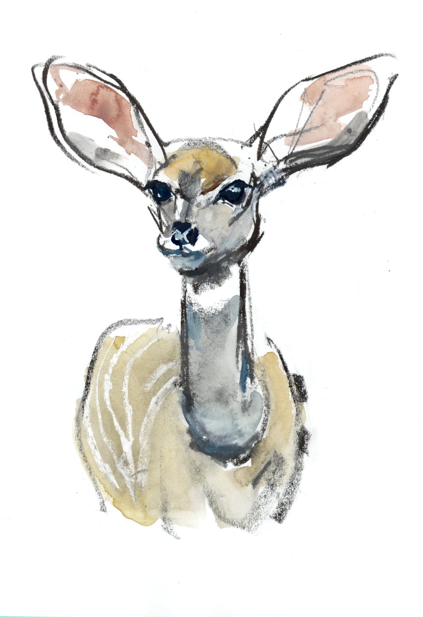 Kudu Fawn, Sarara, 2018 av Mark Adlington