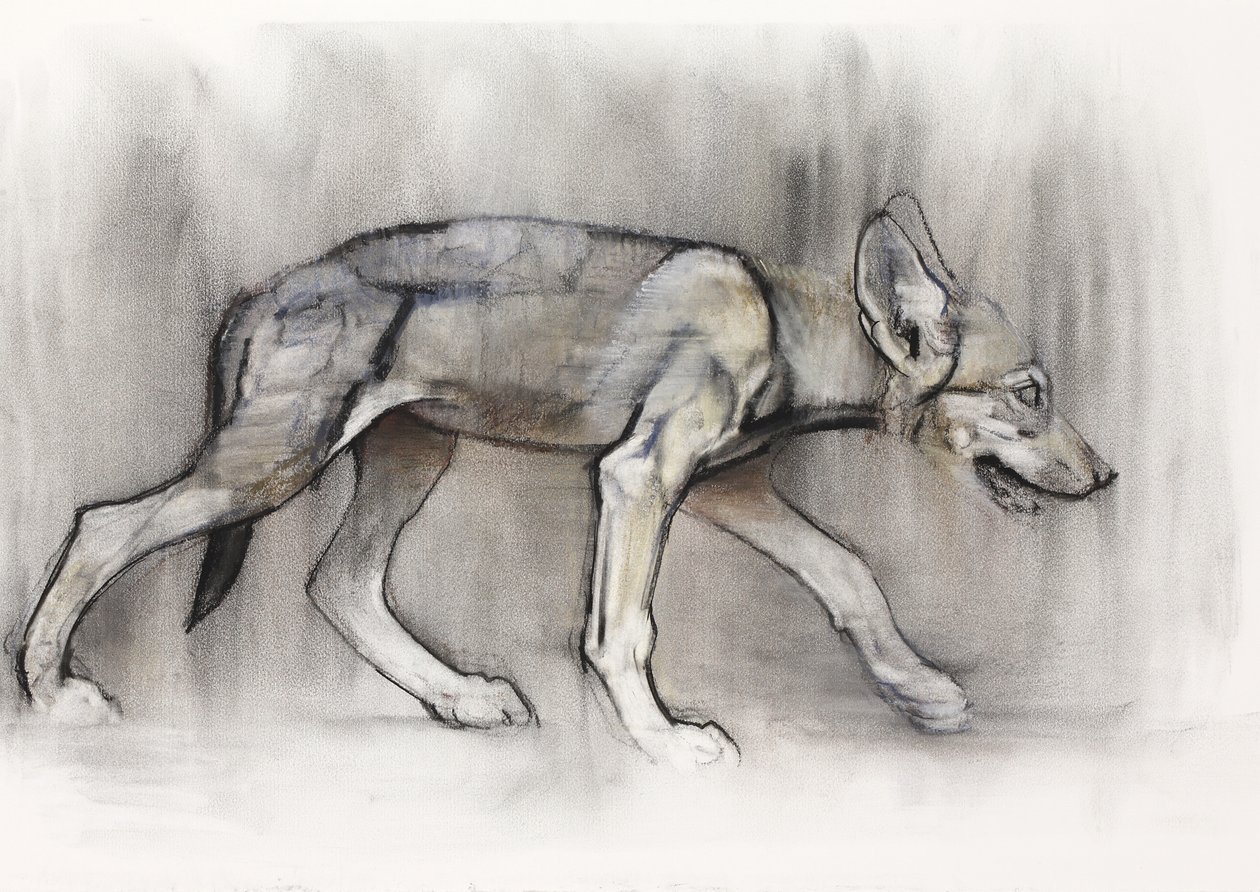 Lean Pup (Arabian Wolf), 2009 (conte und charcoal på papir) av Mark Adlington