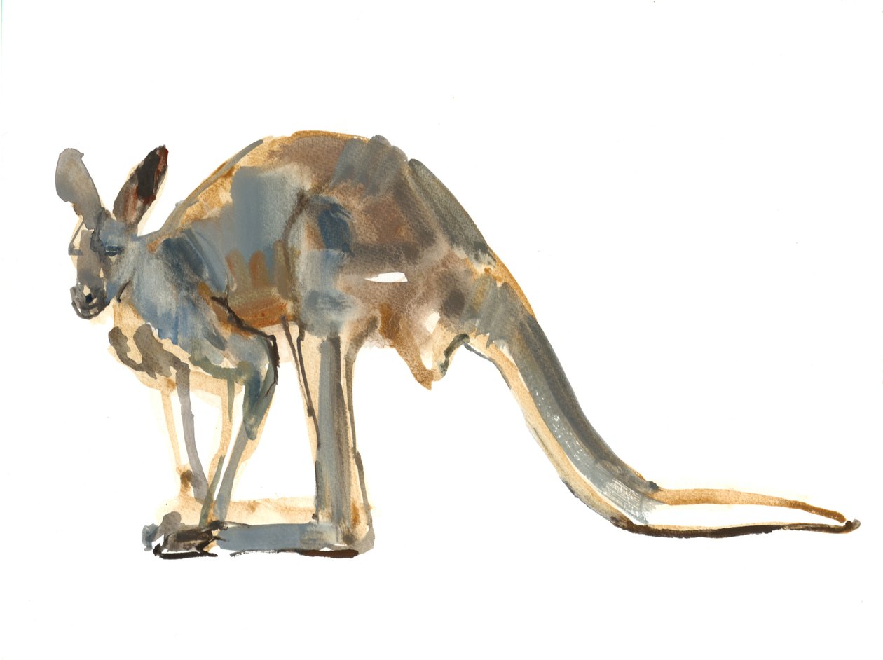Ochre Dusted, (Red Kangaroo), 2012, (akvarell og pigment på papir) av Mark Adlington