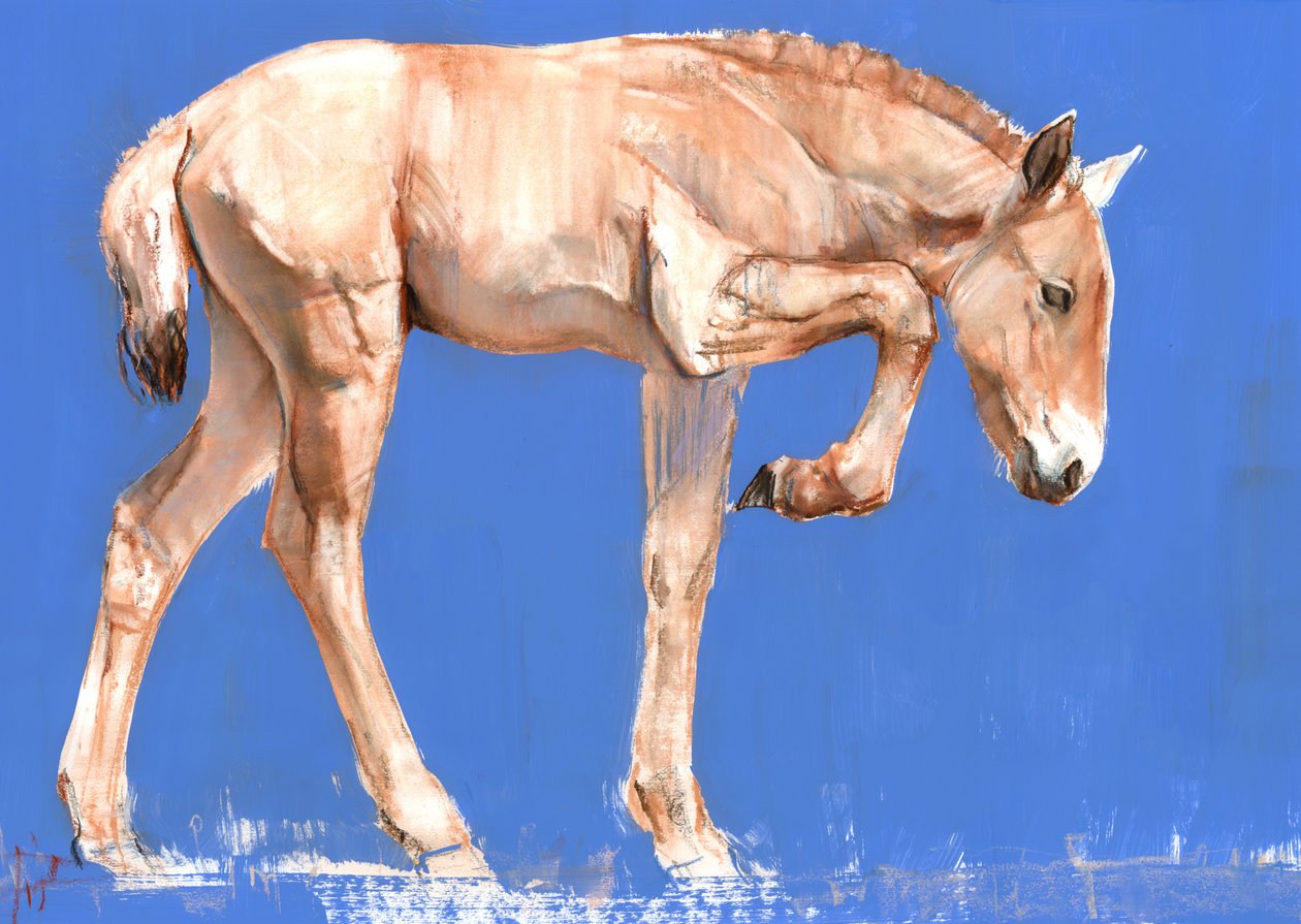 Przewalski Foal, 2012, (blandet media på papir) av Mark Adlington