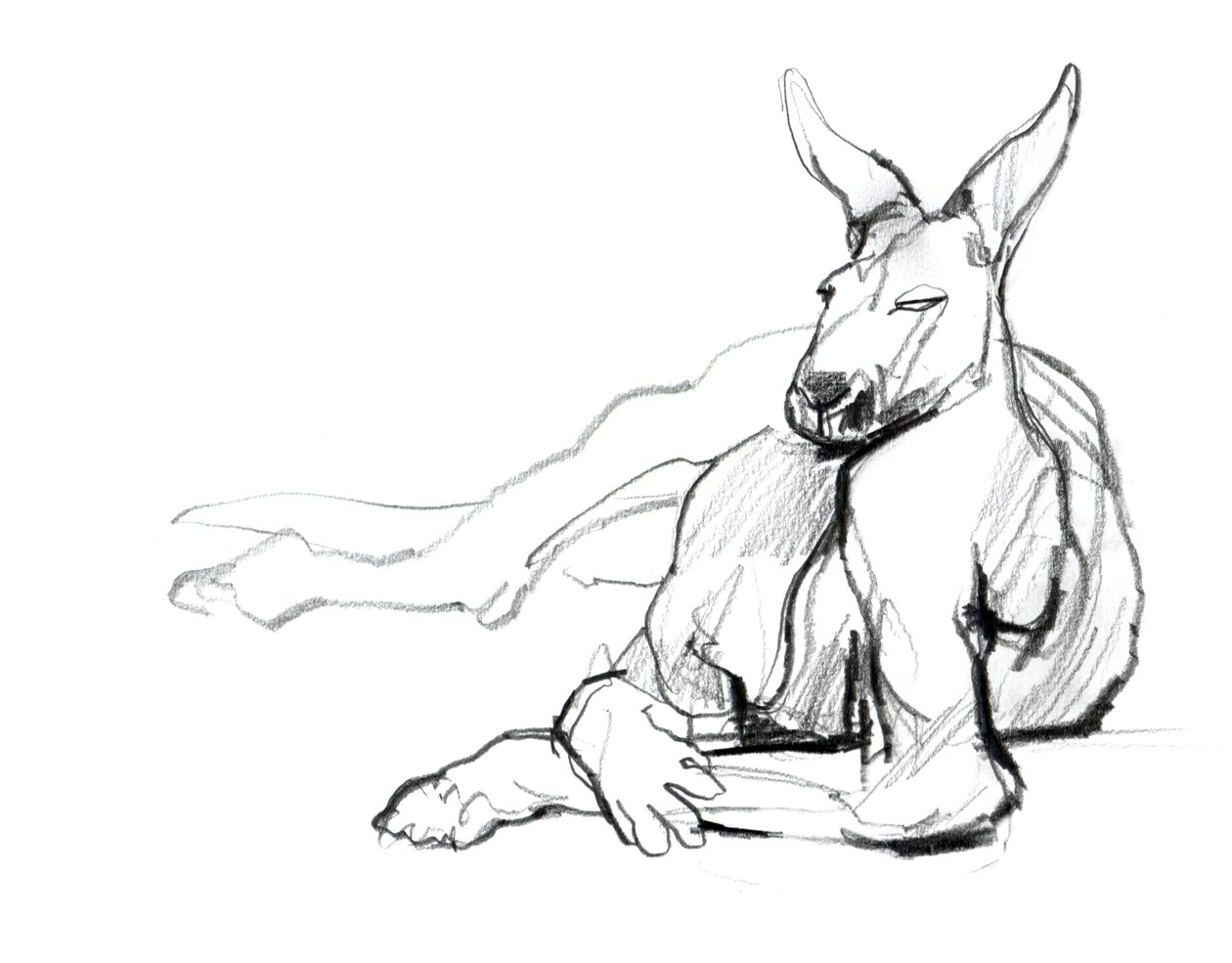 Hvilende idrettsutøver (Red Kangaroo), 2012, (grafitt på papir) av Mark Adlington