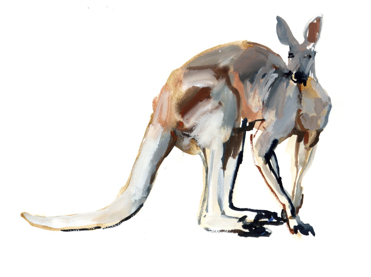 Roo, (Red Kangaroo), 2012, (akvarell og pigment på papir) av Mark Adlington