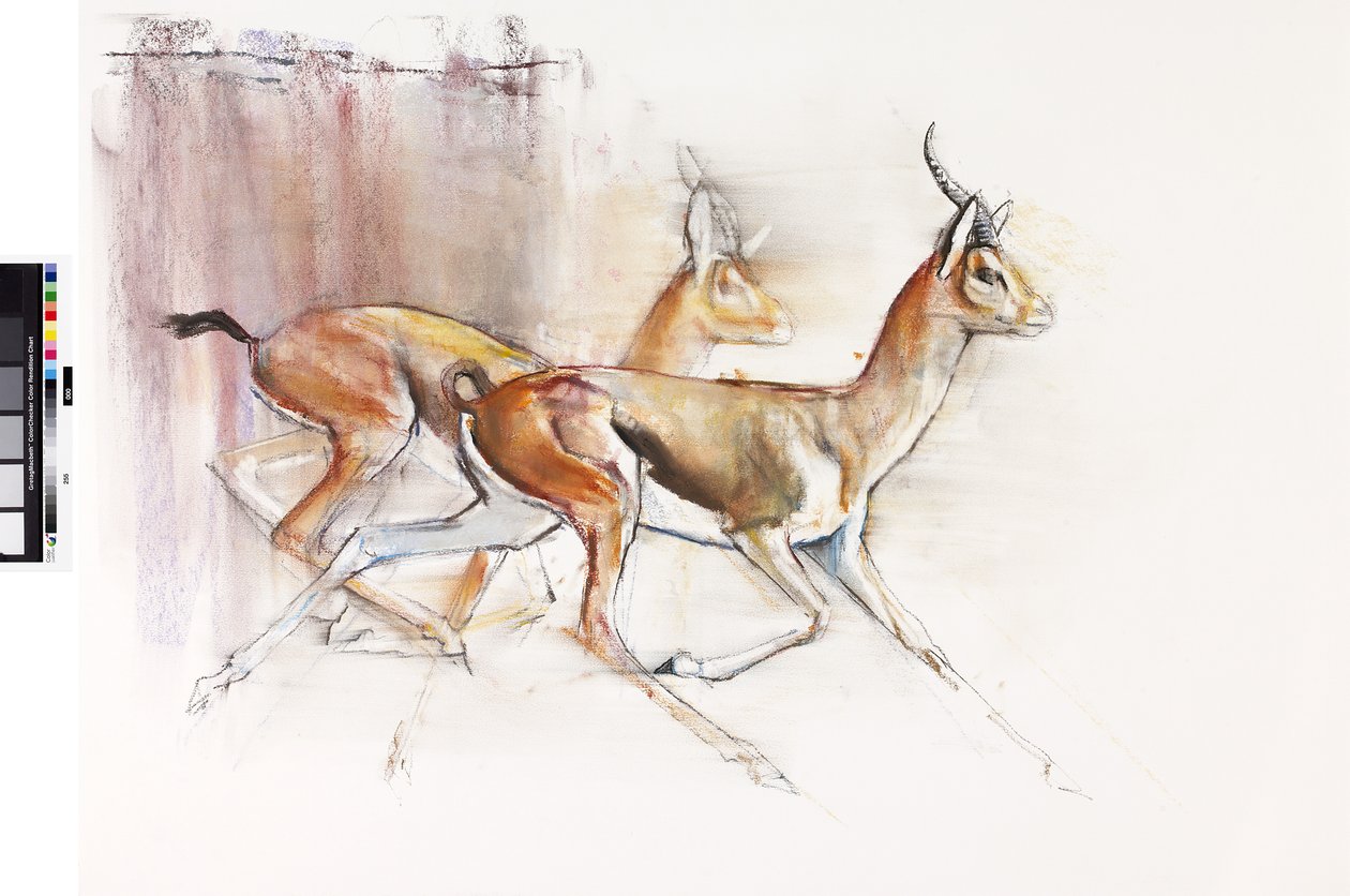 Running Arabian Gazelles, 2010 (olje på papir) av Mark Adlington