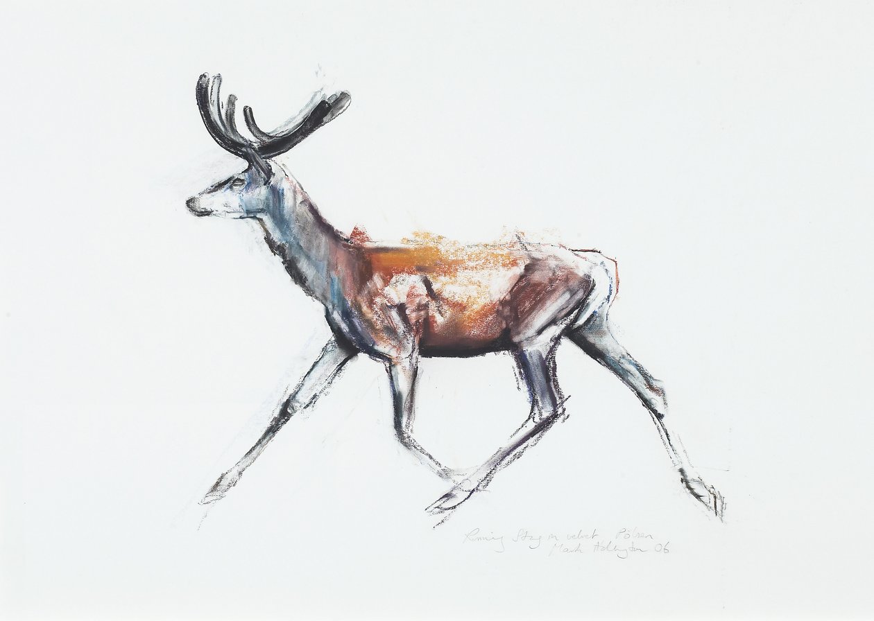 Running Stag in fløyel, Polsen, 2006 (charcoal und conte på papir) av Mark Adlington