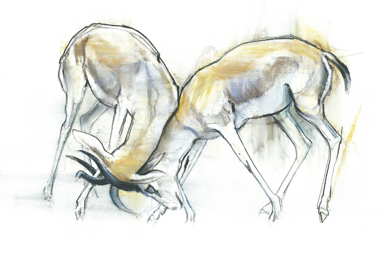 Sand Gazelles, 2009 (conte og kull på papir) av Mark Adlington