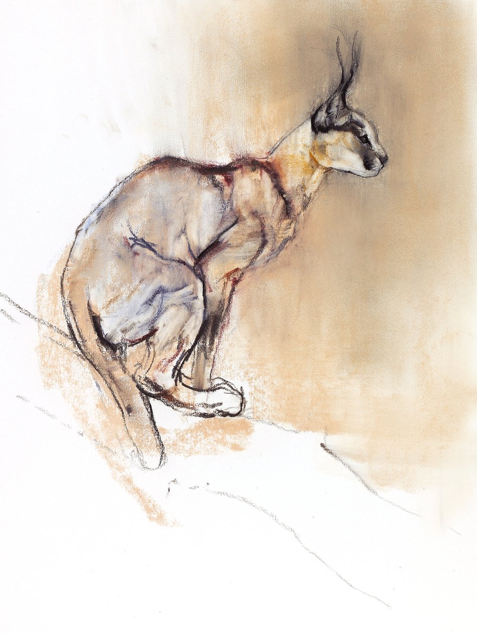 Sittende Caracal, 2009 (conte und charcoal på papir) av Mark Adlington