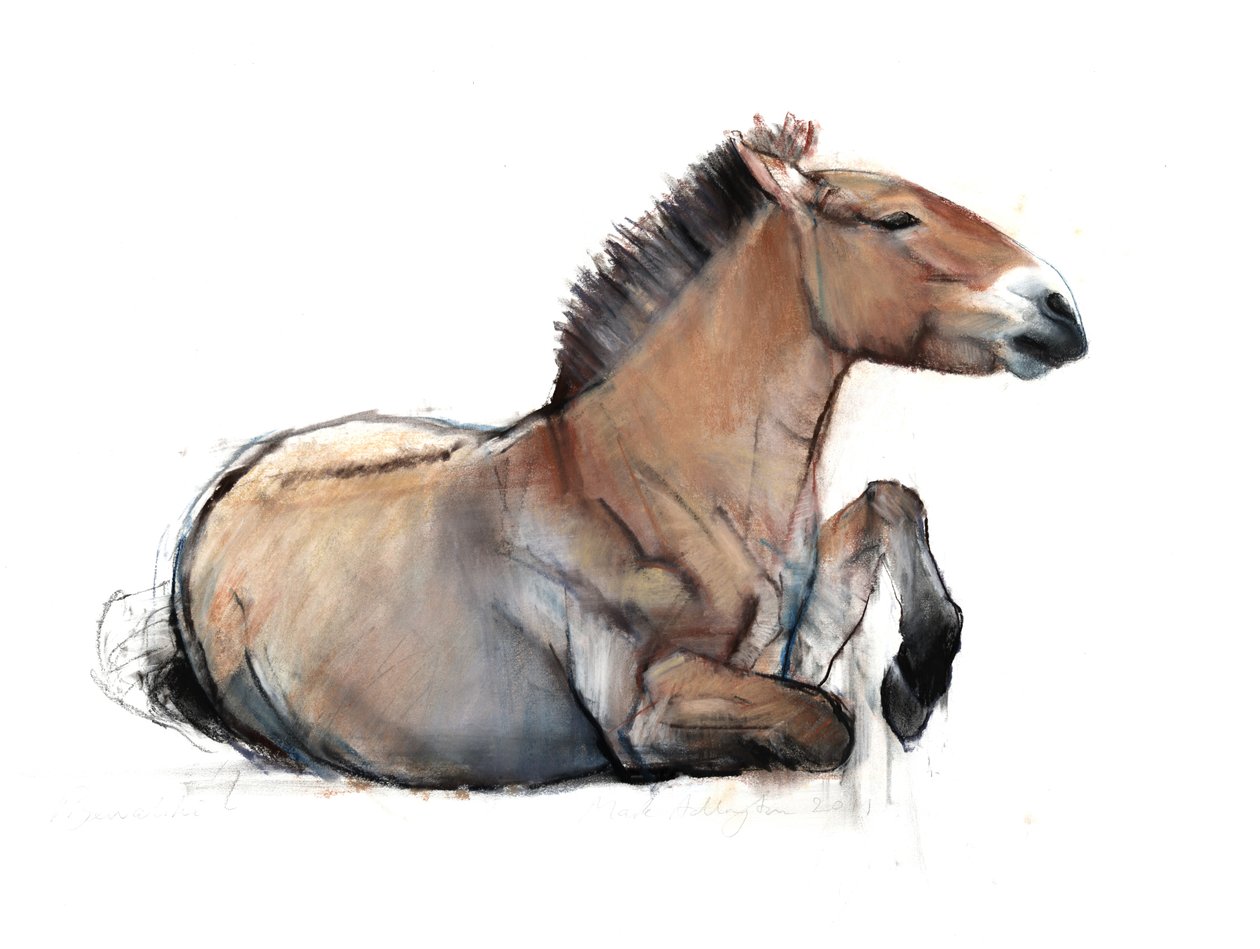 Sittende Przewalski, 2011, (kull, conté og pastell på papir) av Mark Adlington