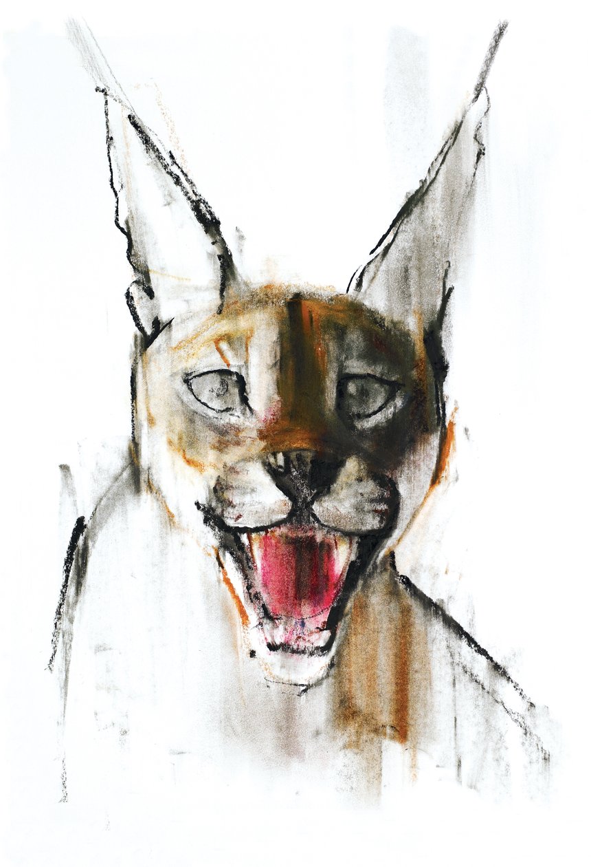 Snarl (Arabian Caracal), 2009 (conte und charcoal på papir) av Mark Adlington
