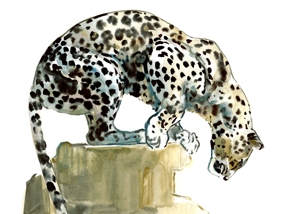Spine (Arabian Leopard), 2015, (akvarell og gouache på papir) av Mark Adlington