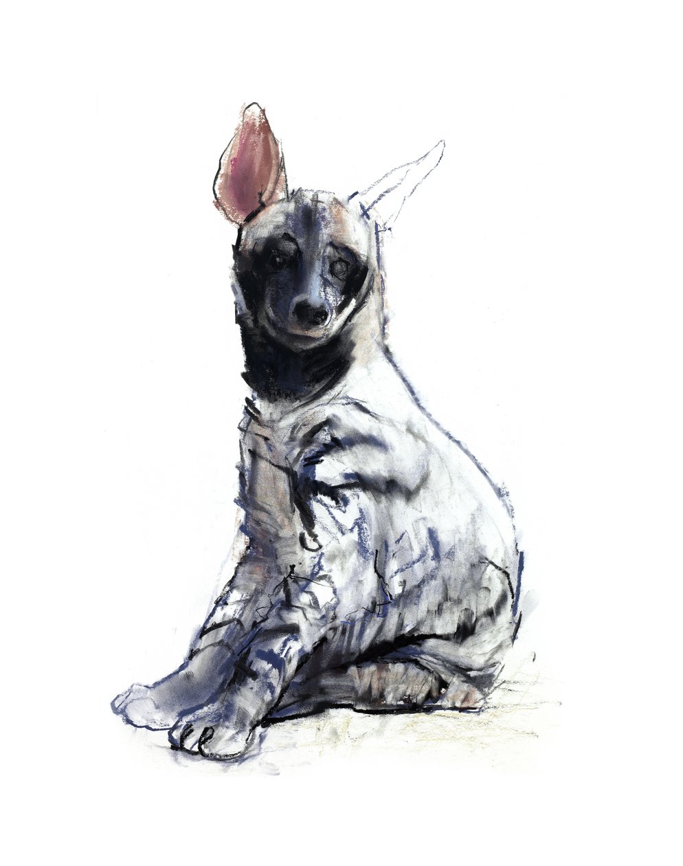 Stripet Hyaena Pup (sittende), 2010, (conté og pastell på papir) av Mark Adlington