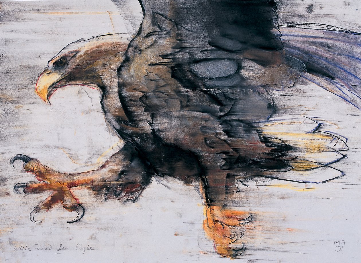 Talons - White tailed Sea Eagle, 2001 (charcoal und conte på papir) av Mark Adlington