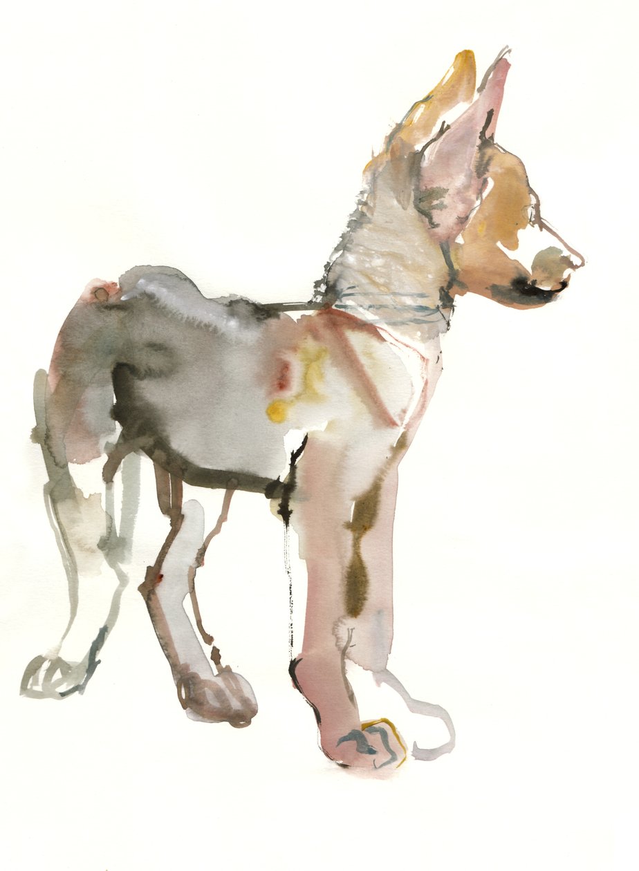 Waggle (Arabian Wolf Pup), 2011, (akvarell og gouache på papir) av Mark Adlington