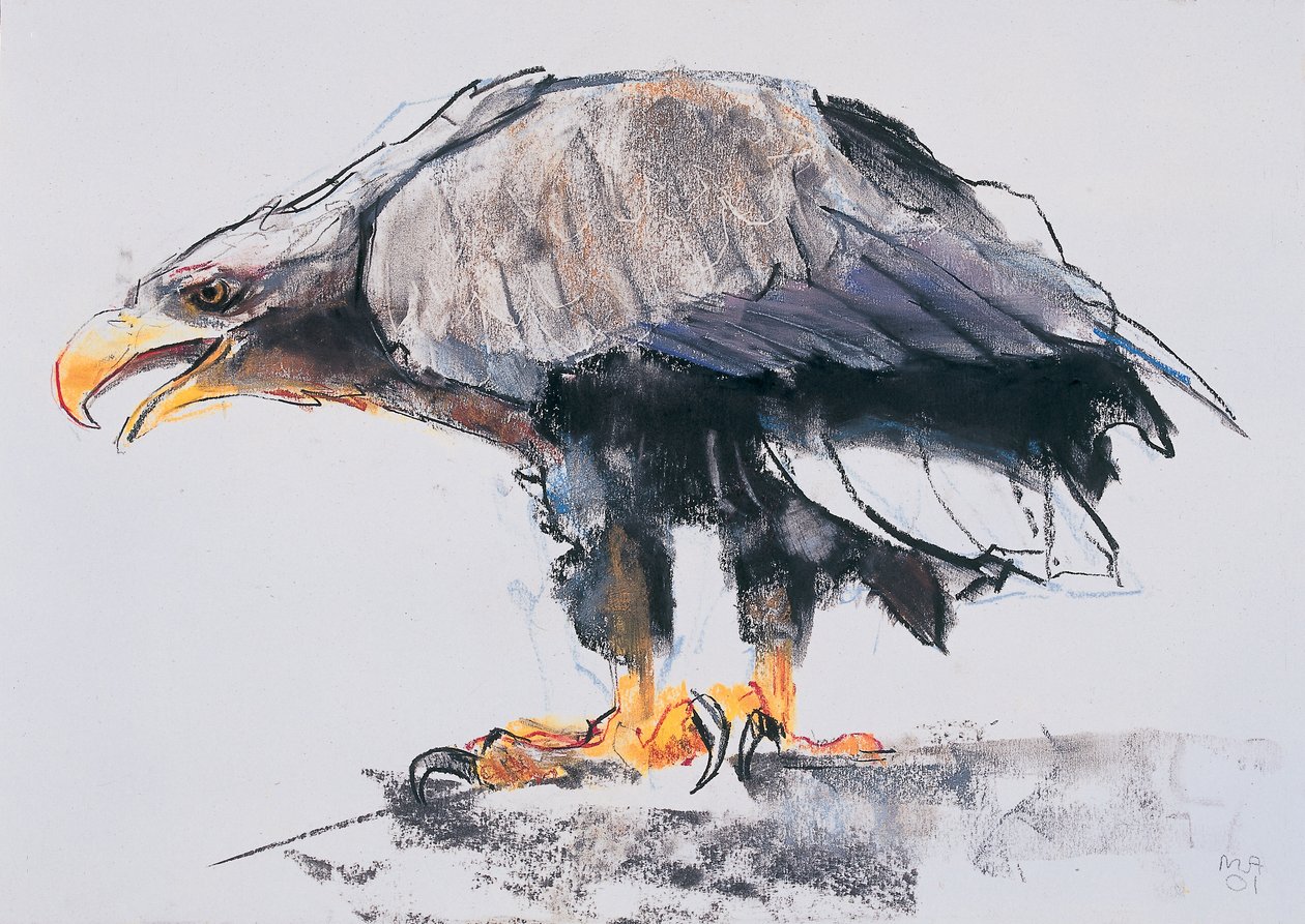 Hvithaleørn, 2001 (kull und conte på papir) av Mark Adlington