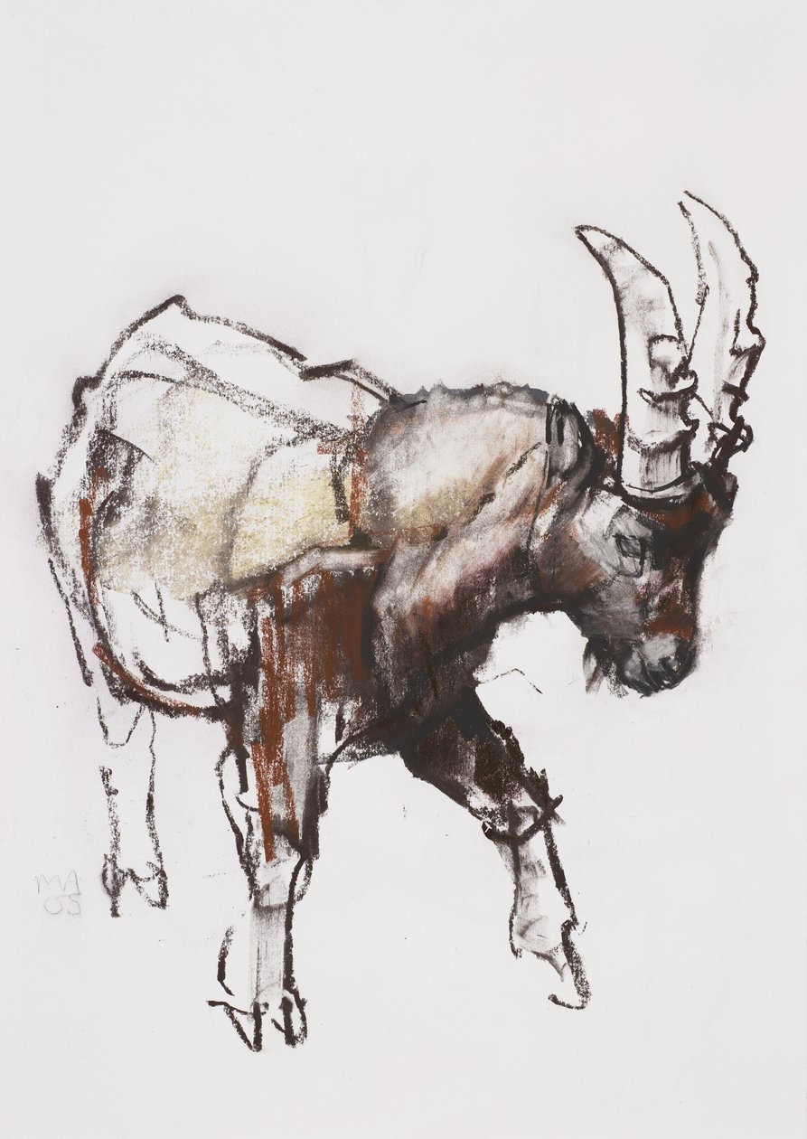 Young Ibex, Gran Paradiso, 2005 (kull und conte på papir) av Mark Adlington